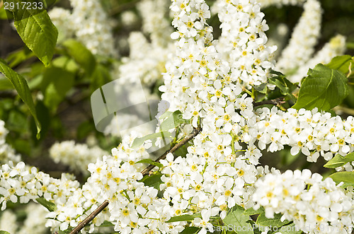 Image of European bird cherry