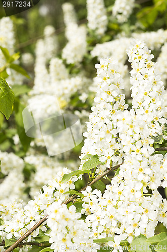 Image of European bird cherry