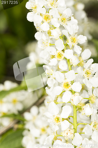 Image of European bird cherry