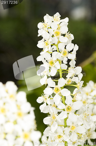 Image of European bird cherry