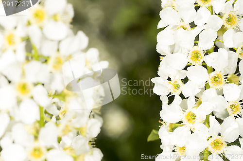 Image of European bird cherry