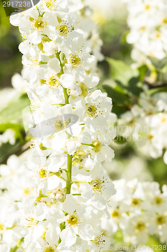 Image of European bird cherry