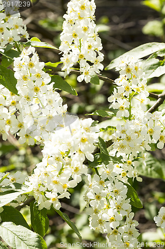 Image of European bird cherry