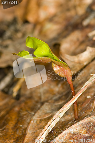 Image of Maple sprout