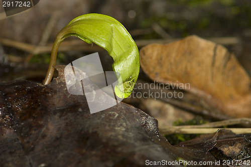 Image of Maple sprout