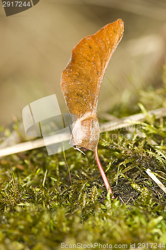 Image of Maple sprout