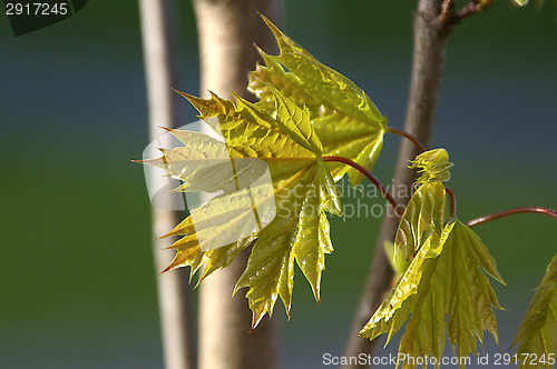 Image of Maple leafs