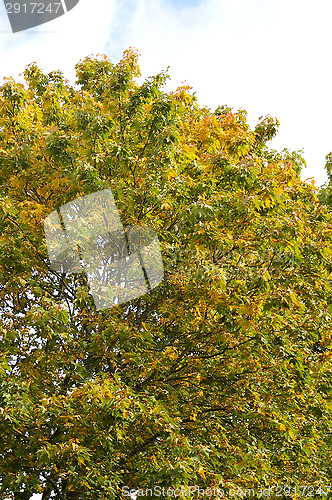 Image of Maple