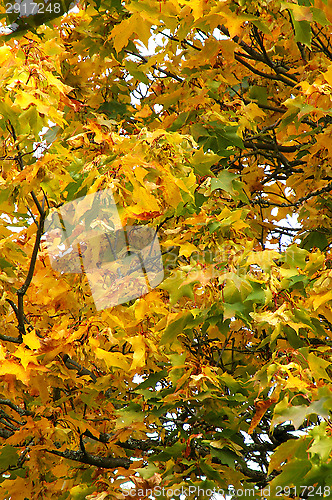 Image of Autumn colors