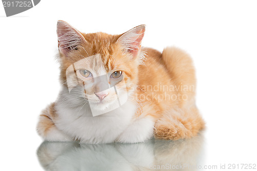 Image of Orange Kitten