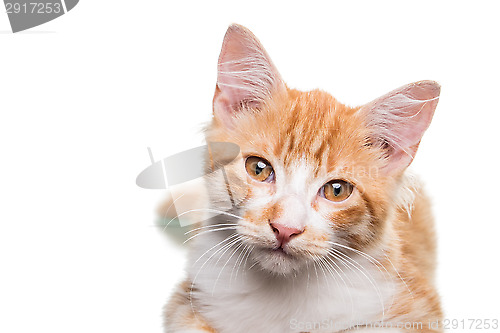 Image of Orange Kitten
