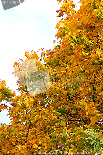 Image of Maple