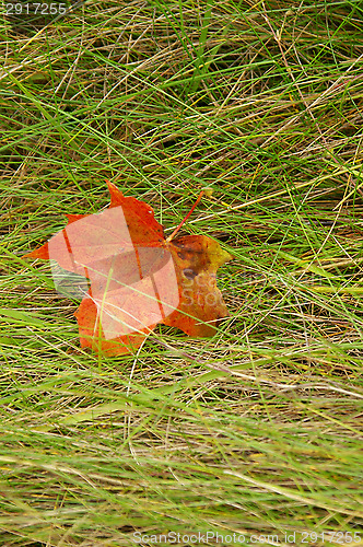 Image of Maple leaf