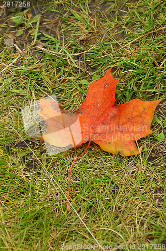 Image of Maple leaf