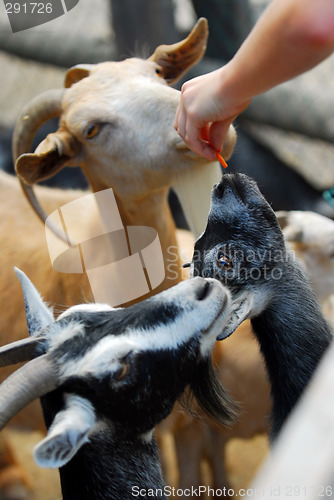 Image of Petting zoo