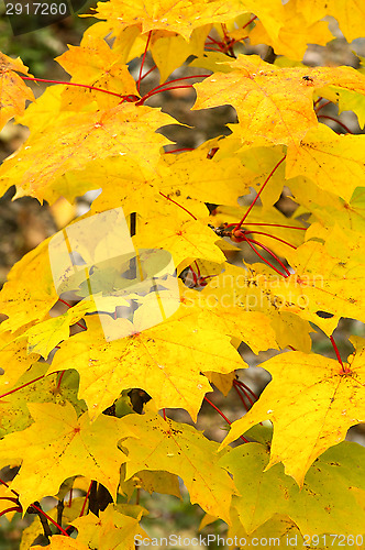 Image of Autumn colors