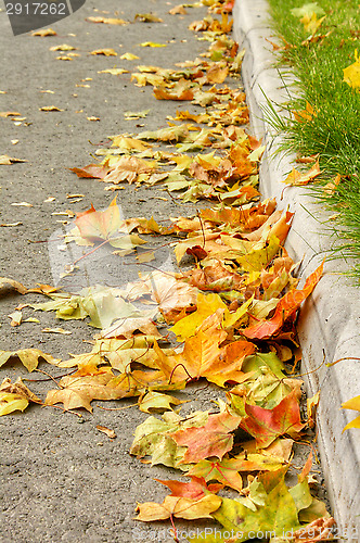 Image of Maple leafs
