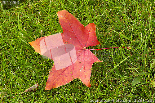 Image of Maple leaf