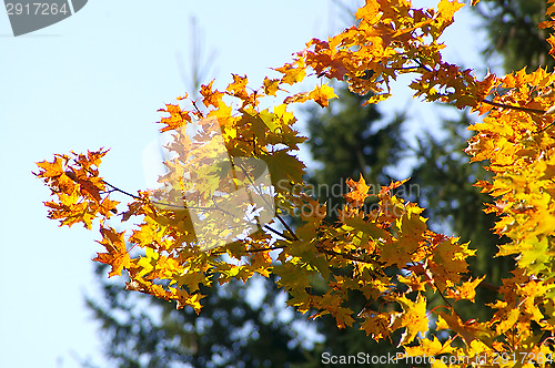 Image of Autumn colors