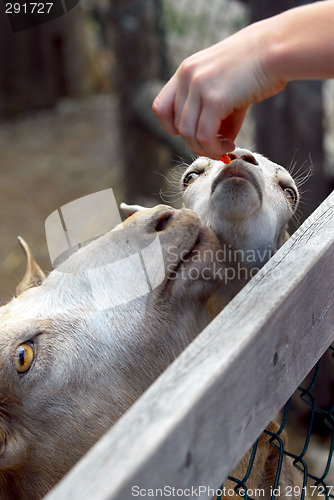 Image of Petting zoo