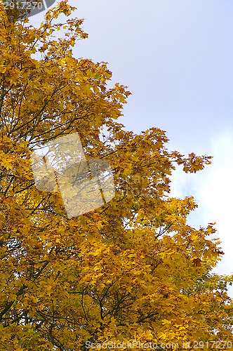 Image of Autumn colors