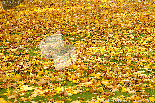 Image of Autumn colors