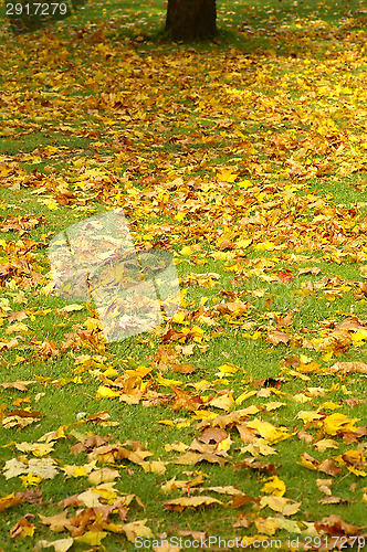 Image of Maple leafs