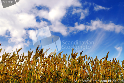 Image of Grain field