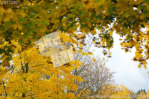 Image of Autumn colors