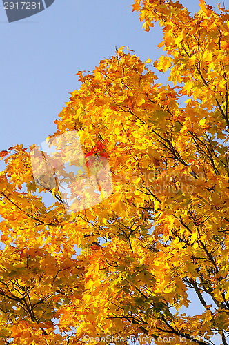 Image of Autumn colors