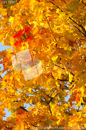 Image of Autumn colors