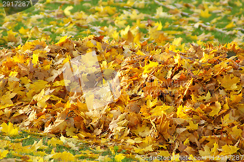 Image of Maple leafs