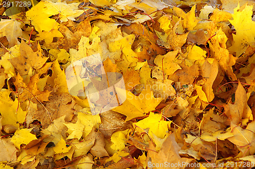 Image of Autumn colors