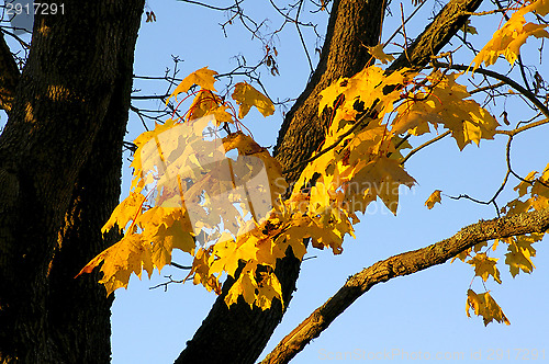 Image of Maple leafs