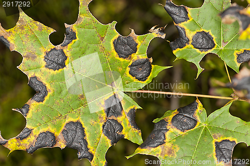 Image of Maple leafs