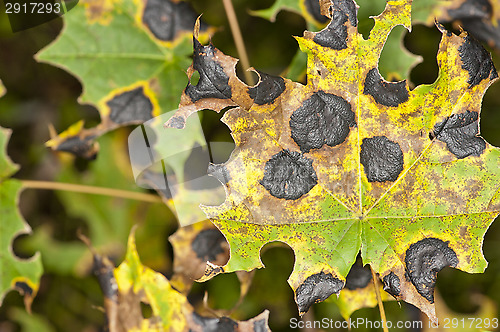 Image of Maple leafs