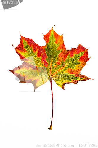 Image of Maple leaf