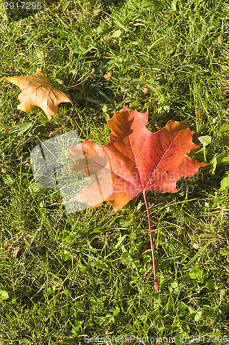 Image of Maple leaf