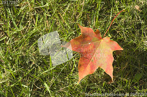 Image of Maple leaf