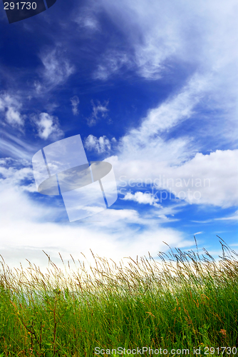 Image of Grass and sky