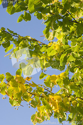 Image of European bird cherry