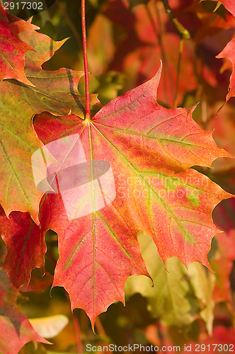 Image of Autumn colors