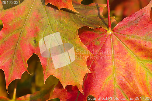 Image of Autumn colors