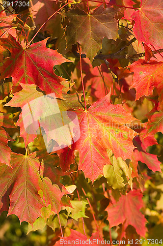 Image of Maple leafs