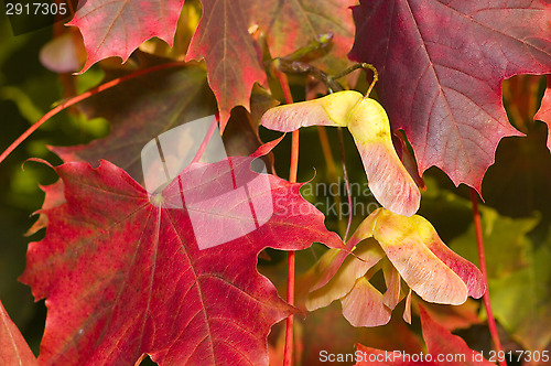 Image of Autumn colors