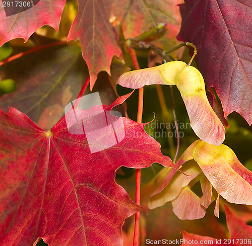 Image of Maple leafs