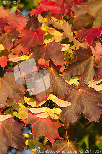 Image of Autumn colors