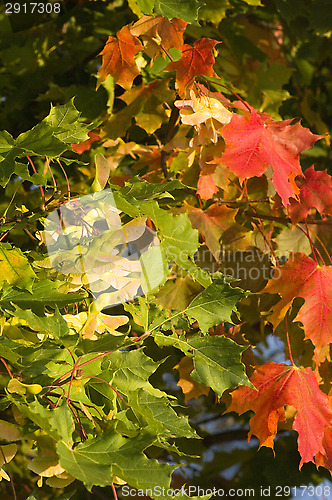 Image of Maple leafs