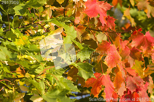 Image of Maple leafs