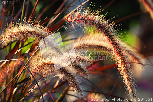 Image of Grass ears